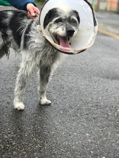 【犬猫・移動先募集】今は犬は2頭だけです(4/14訪問)_f0242002_16573176.jpg