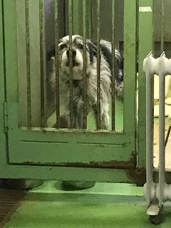 【犬猫・移動先募集】今は犬は2頭だけです(4/14訪問)_f0242002_16590637.jpg