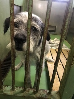 【犬猫・移動先募集】今は犬は2頭だけです(4/14訪問)_f0242002_16591321.jpg