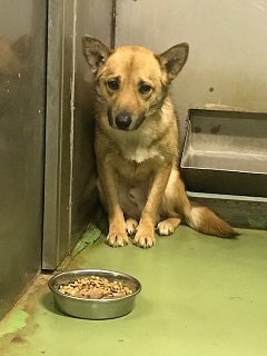 【犬猫・移動先募集】今は犬は2頭だけです(4/14訪問)_f0242002_17010060.jpg
