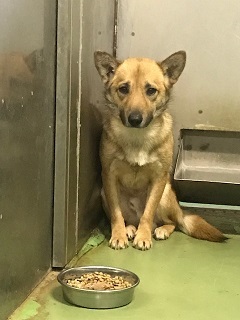 【犬猫・移動先募集】今は犬は2頭だけです(4/14訪問)_f0242002_17011189.jpg