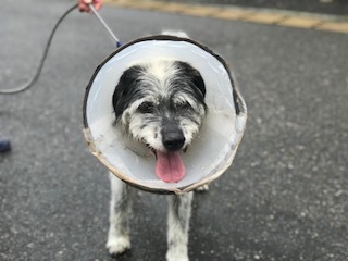 【犬猫・移動先募集】今は犬は2頭だけです(4/14訪問)_f0242002_17015945.jpg