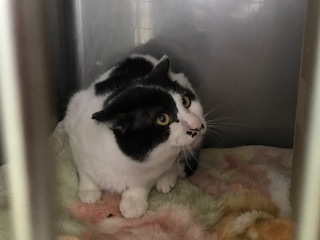 【犬猫・移動先募集】今は犬は2頭だけです(4/14訪問)_f0242002_17033039.jpg