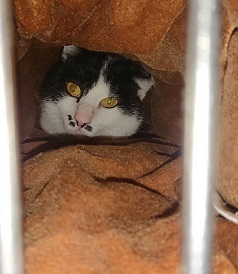 【犬猫・移動先募集】今は犬は2頭だけです(4/14訪問)_f0242002_17275889.jpeg