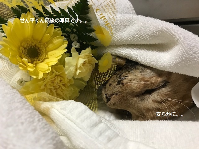 せん平くんも旅立ちました・・_f0242002_21555717.jpg