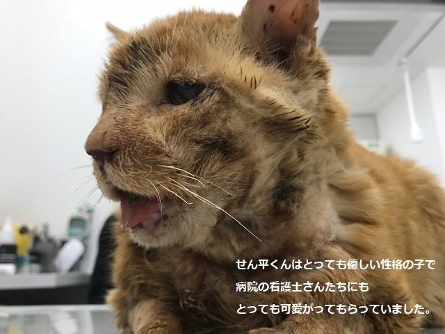 せん平くんも旅立ちました・・_f0242002_21593974.jpg