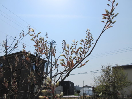 碇草・越後の木の芽など_a0203003_14394609.jpg