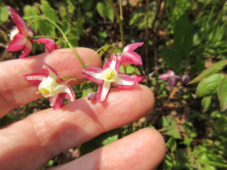 碇草・越後の木の芽など_a0203003_14405865.jpg