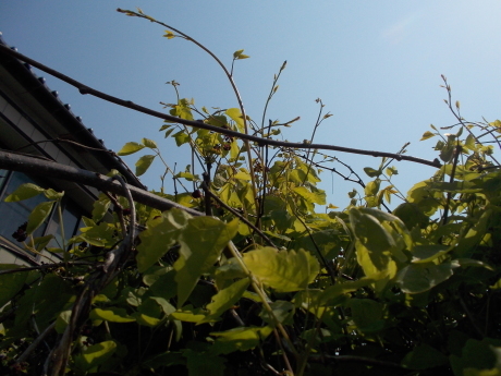 碇草・越後の木の芽など_a0203003_19573924.jpg