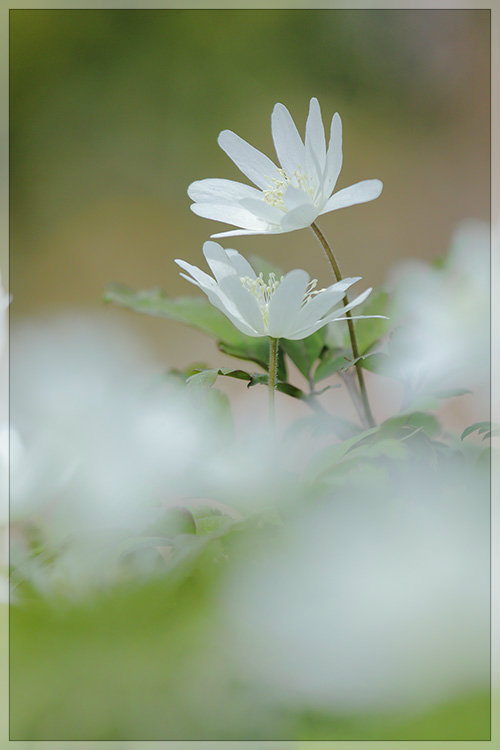 花うつつ ぜんまい仕掛け 花うつつ ぜんまい仕掛け