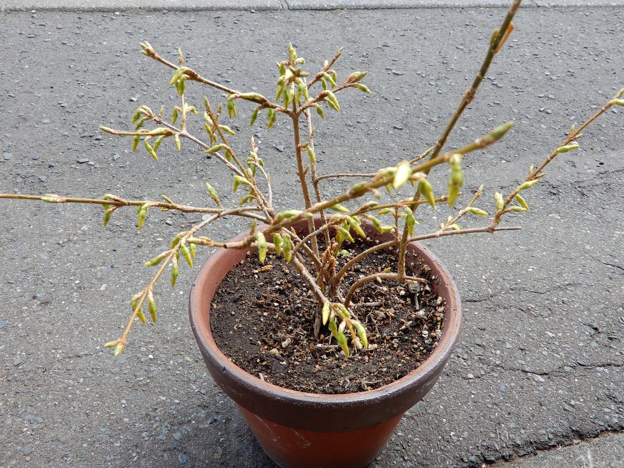 モクレンやレンギョウの花びらがのぞいています_c0025115_22035634.jpg