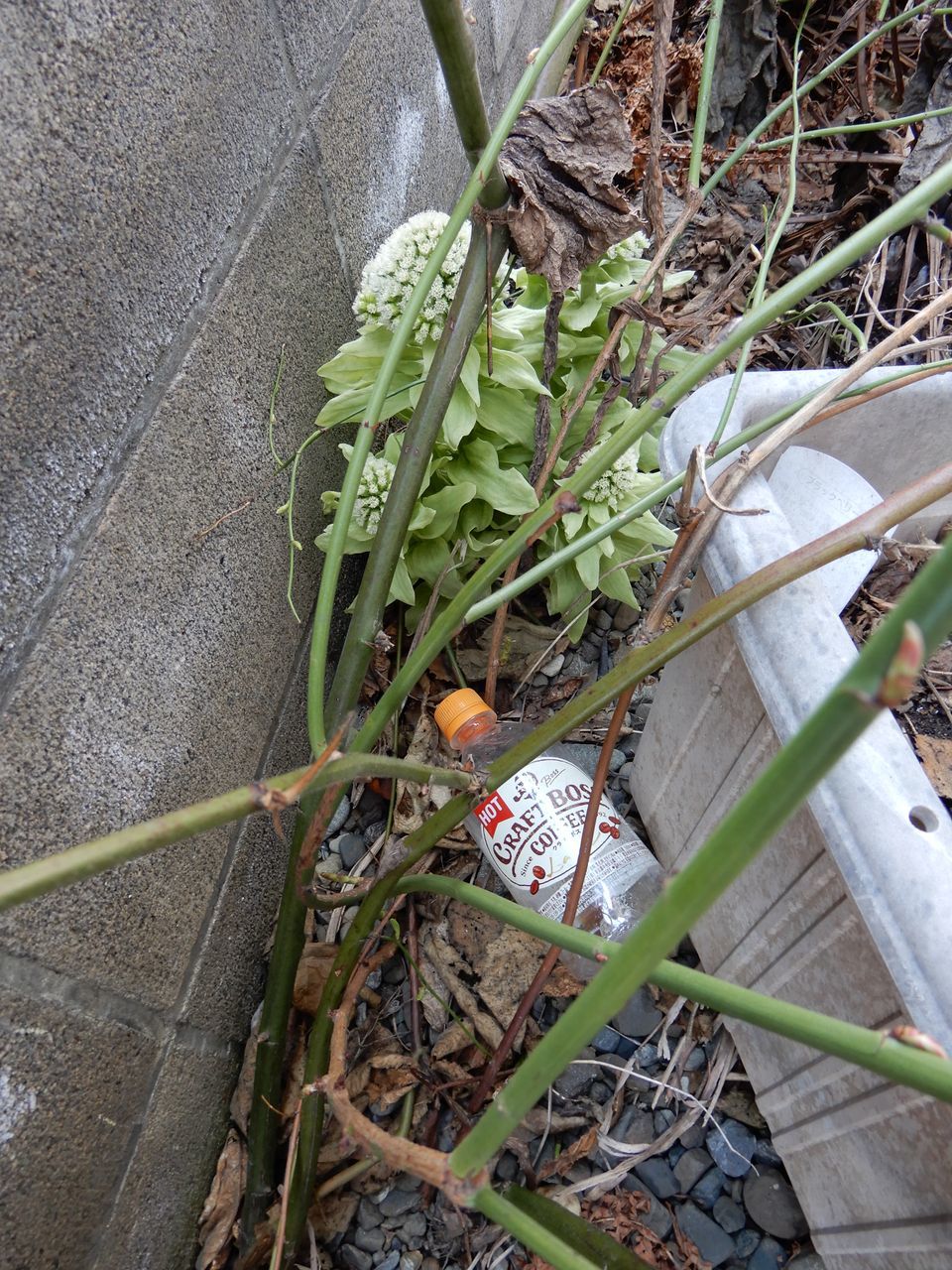 モクレンやレンギョウの花びらがのぞいています_c0025115_22050399.jpg