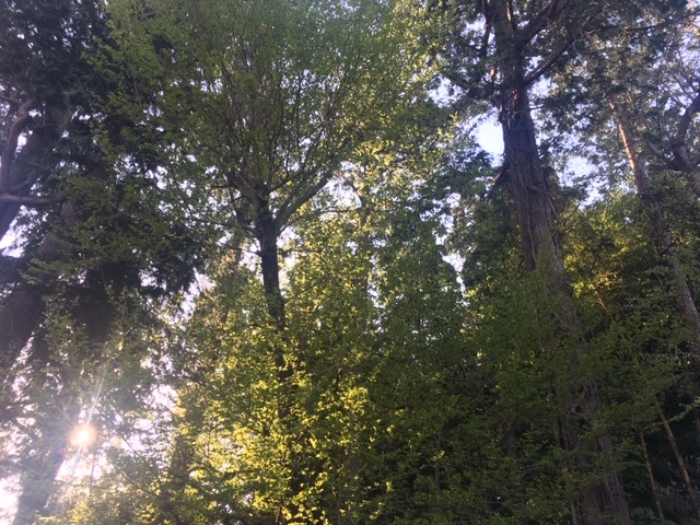 朝ラン継続中_e0208519_12315710.jpg