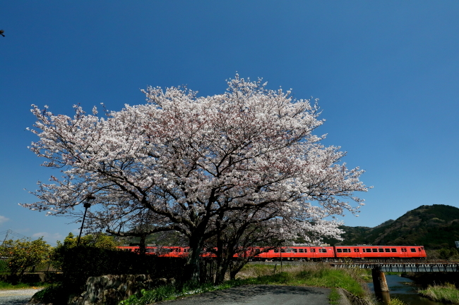 桜　2020年4月7日_f0333821_01484469.jpg