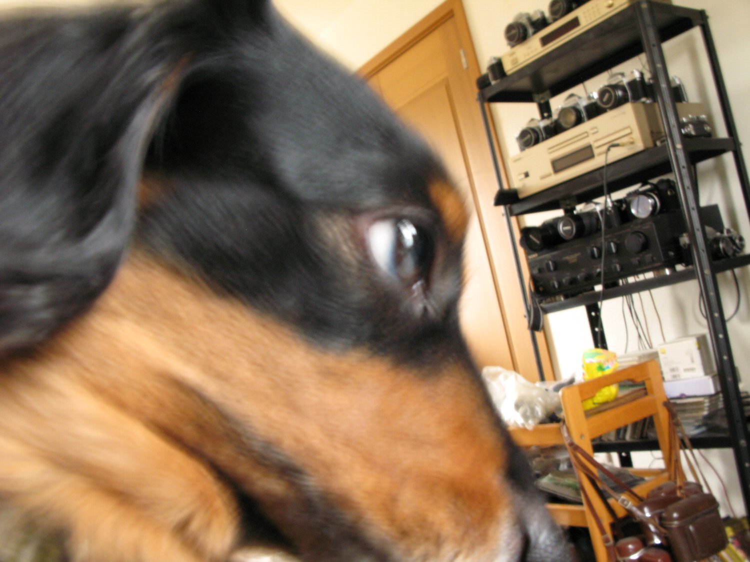 Canon Power Shot G7 で ミミちゃん を_b0069128_16480736.jpg