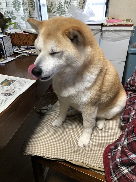 私は犬になりたい　１_e0374932_06500478.jpg