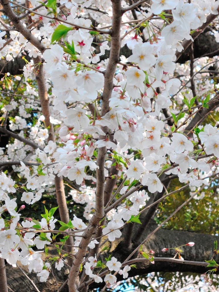 ある風景:Cherry blossom@Yokohama_c0395834_13330715.jpg