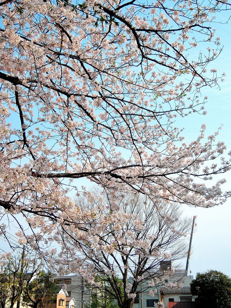 ある風景:Cherry blossom@Yokohama_c0395834_13330790.jpg