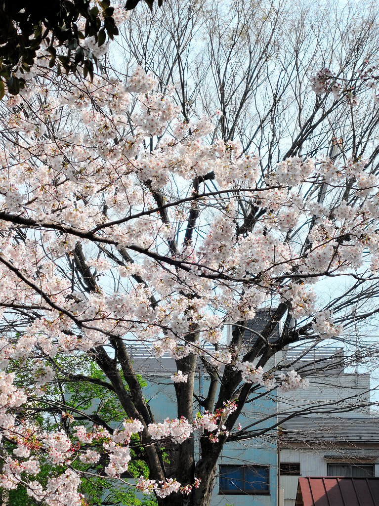 ある風景:Cherry blossom@Yokohama_c0395834_13330816.jpg