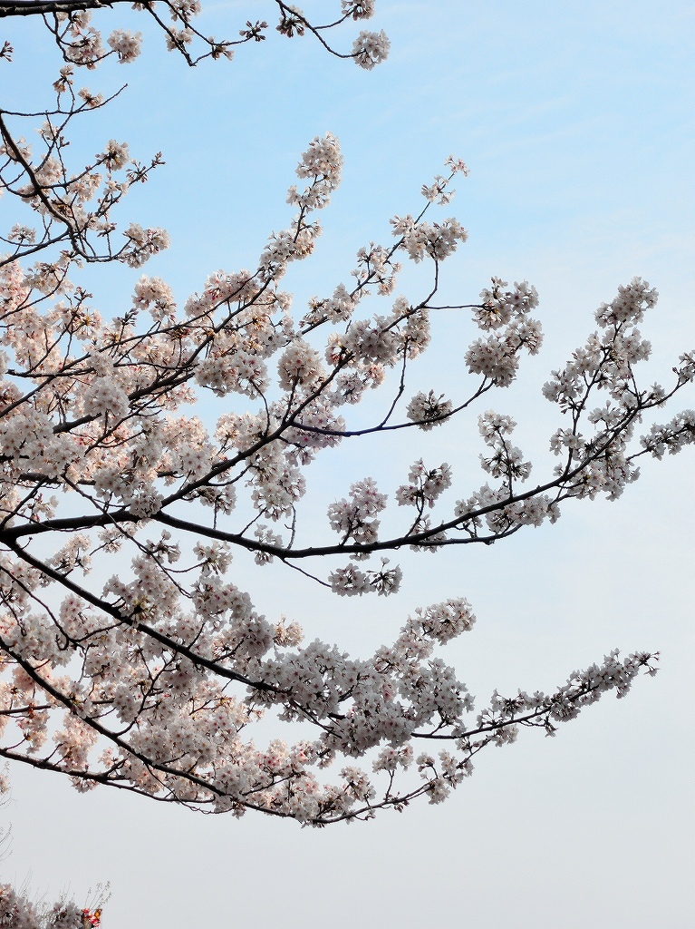 ある風景:Cherry blossom@Yokohama_c0395834_13330823.jpg