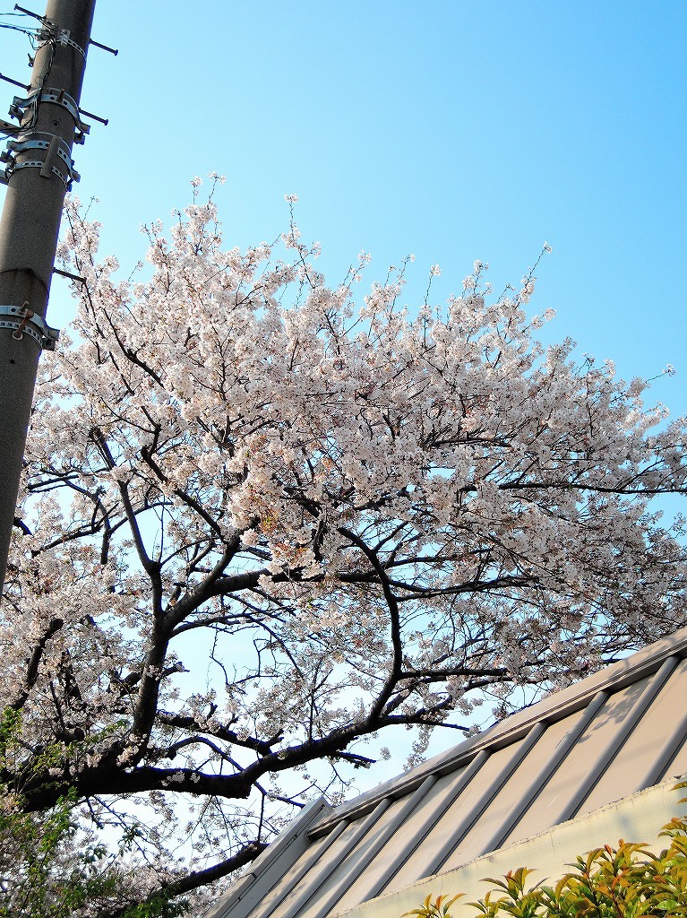 ある風景:Cherry blossom@Yokohama_c0395834_13330855.jpg