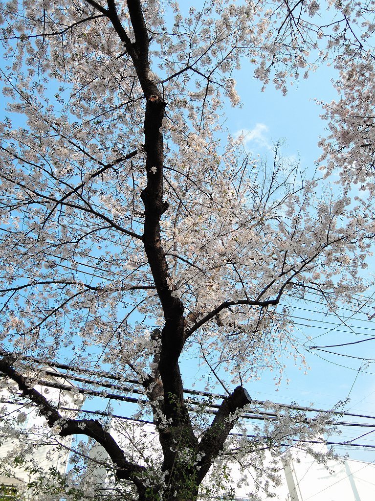 ある風景:Cherry blossom@Yokohama_c0395834_13331808.jpg
