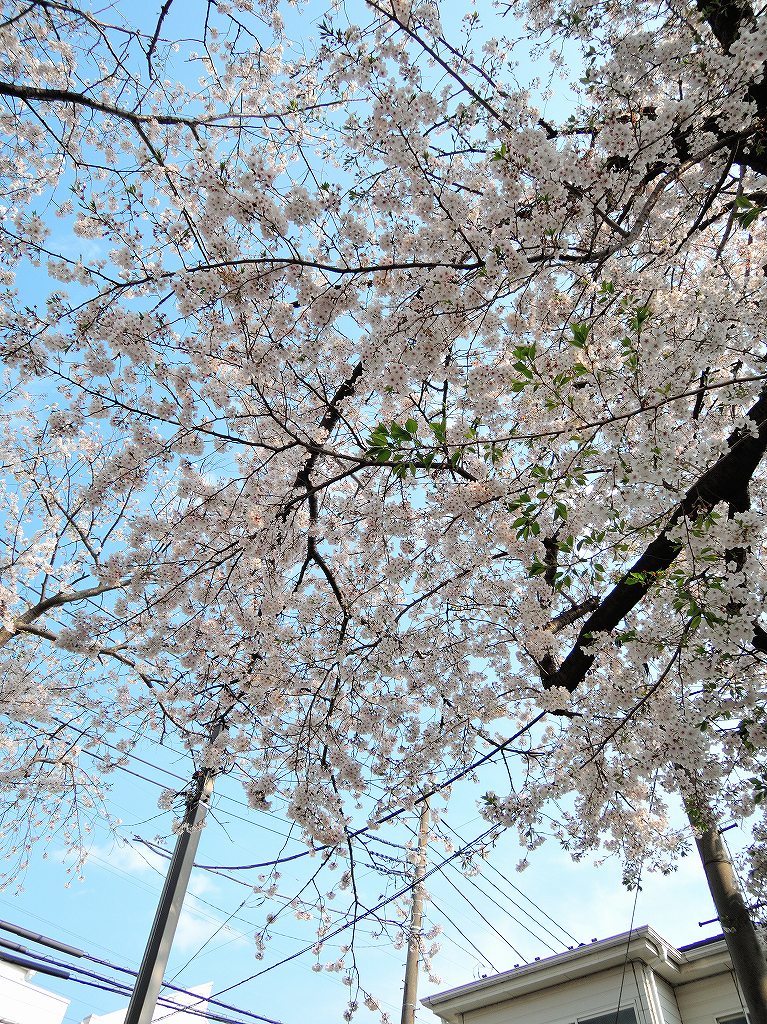ある風景:Cherry blossom@Yokohama_c0395834_13331829.jpg