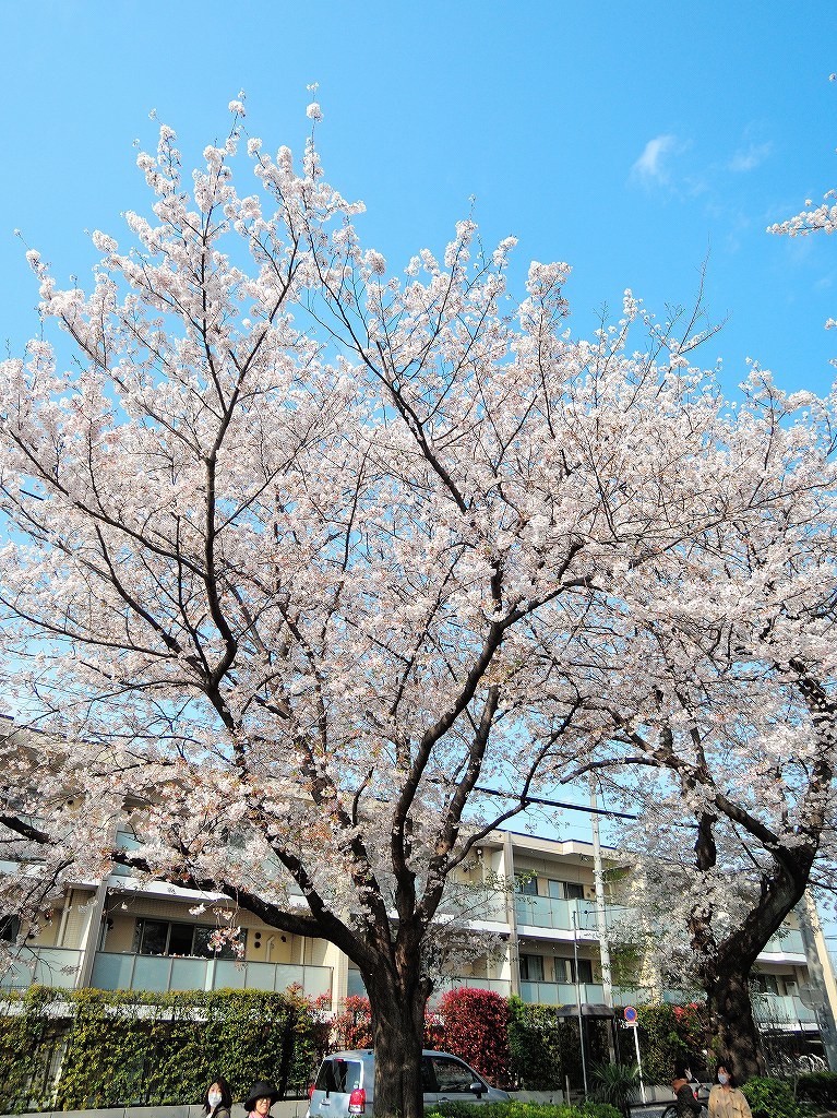 ある風景:Cherry blossom@Yokohama_c0395834_13331896.jpg