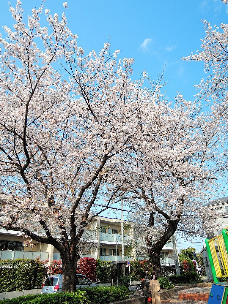 ある風景:Cherry blossom@Yokohama_c0395834_13331984.jpg