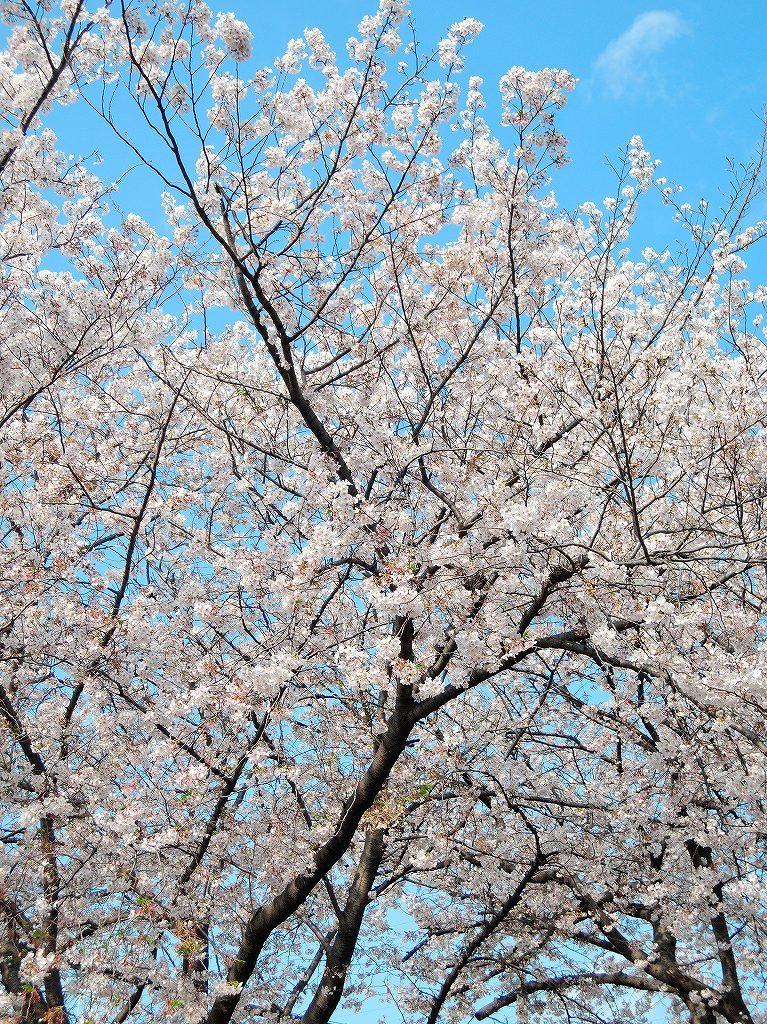 ある風景:Cherry blossom@Yokohama_c0395834_13332913.jpg