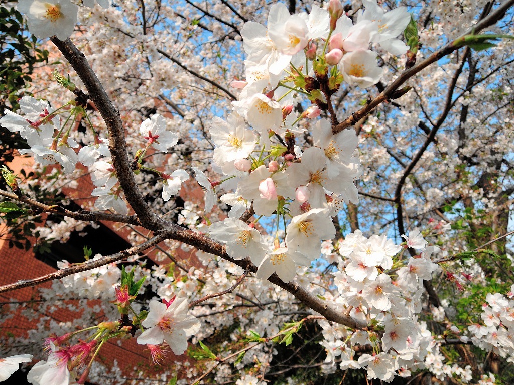 ある風景:Cherry blossom@Yokohama_c0395834_13333016.jpg