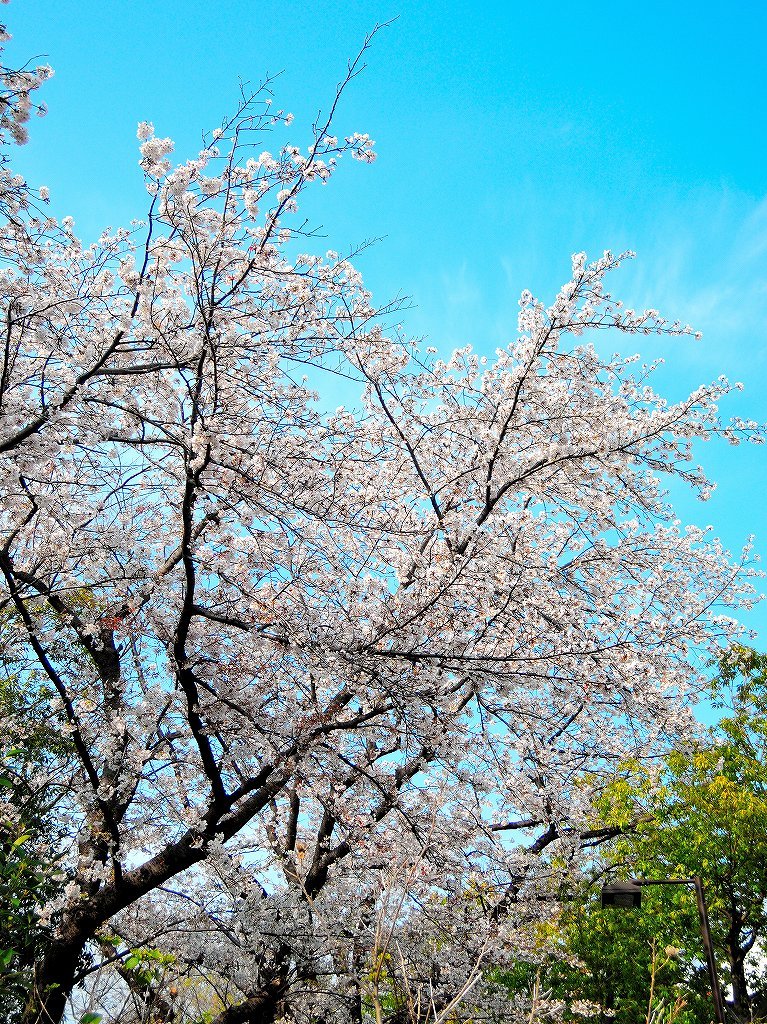 ある風景:Cherry blossom@Yokohama_c0395834_13333067.jpg