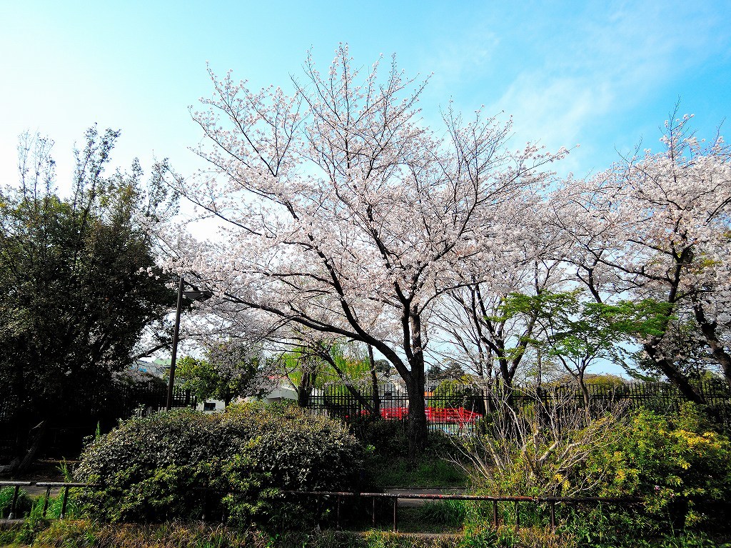 ある風景:Cherry blossom@Yokohama_c0395834_13333091.jpg