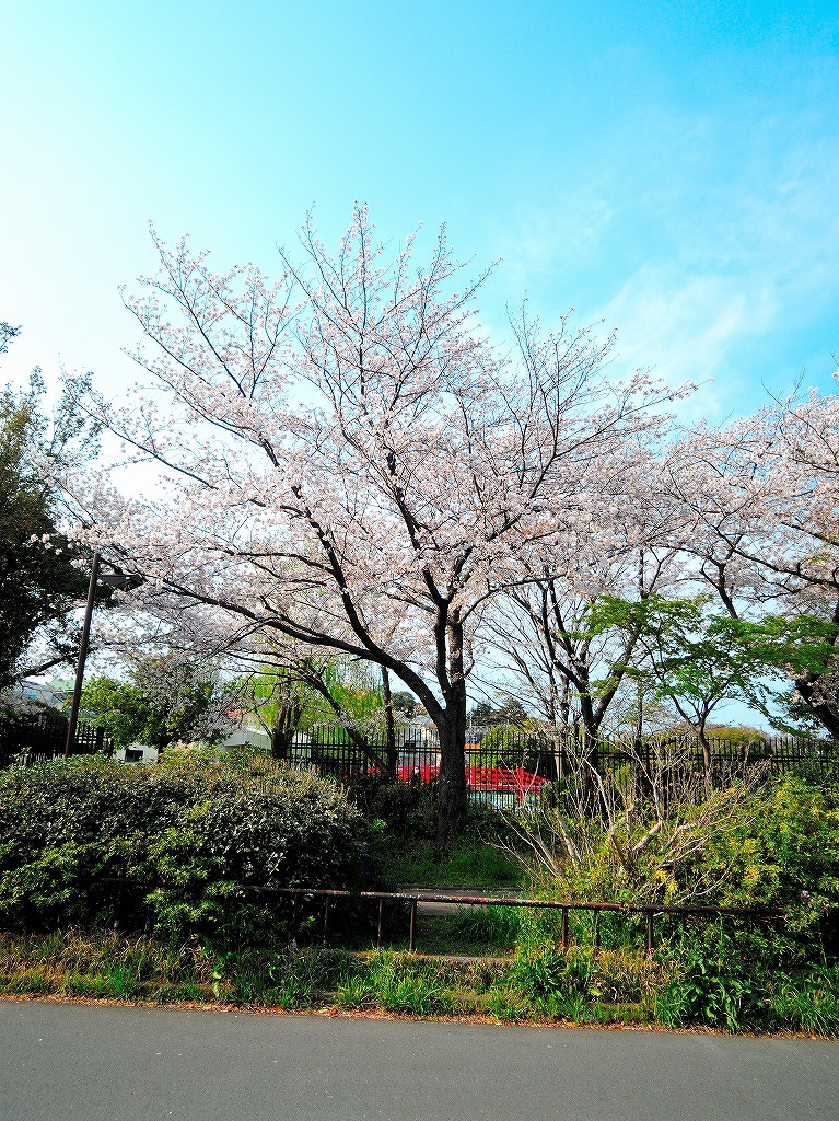 ある風景:Cherry blossom@Yokohama_c0395834_13333097.jpg
