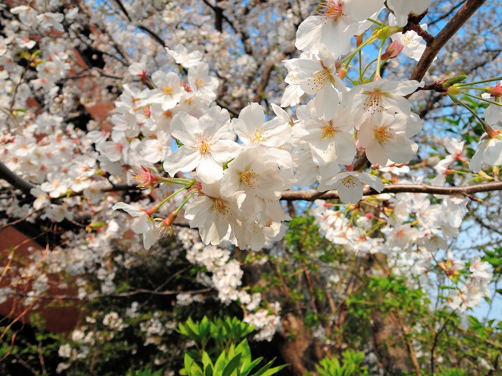 ある風景:Cherry blossom@Yokohama_c0395834_13334350.jpg