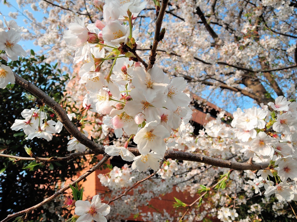ある風景:Cherry blossom@Yokohama_c0395834_13334444.jpg