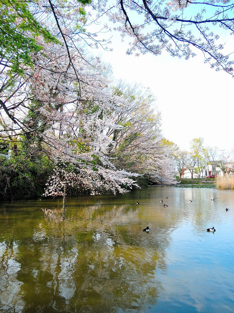 ある風景：Kikuna pond, Yokohama@Spring_c0395834_18421409.jpg