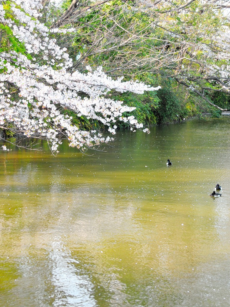 ある風景：Kikuna pond, Yokohama@Spring_c0395834_18421947.jpg