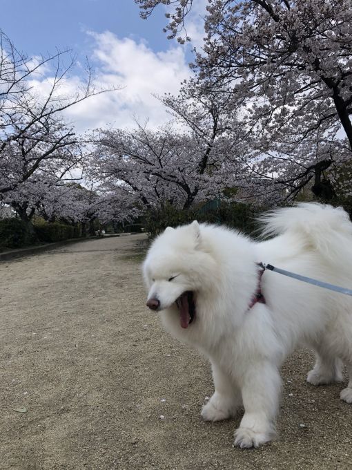 2020年花見散歩_f0128542_17204186.jpg