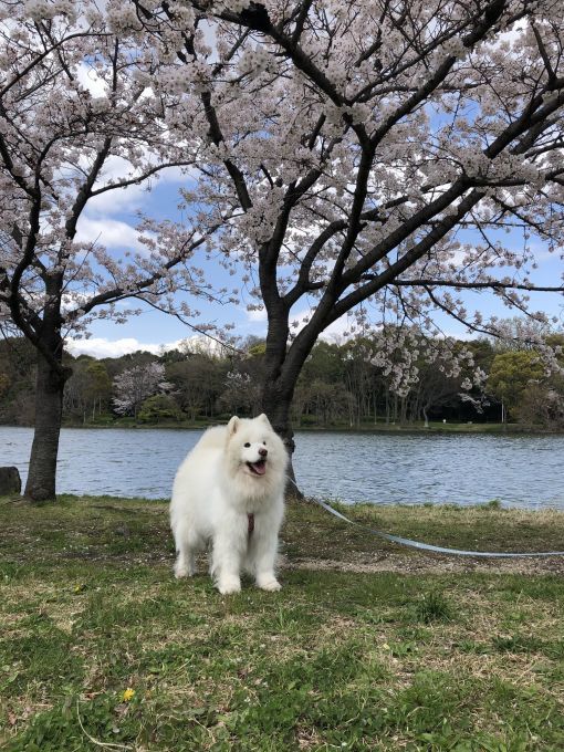 2020年花見散歩_f0128542_17251821.jpg
