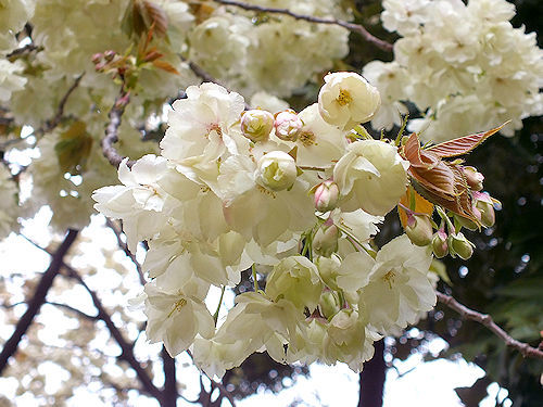 珍しい色合いの桜　２品種_e0413146_13404124.jpg