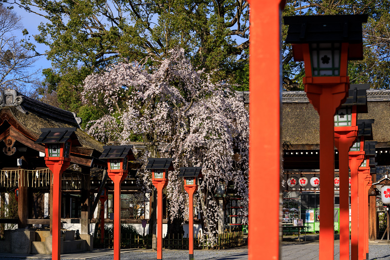 2020桜咲く京都 魁！平野神社の朝_f0155048_0174388.jpg