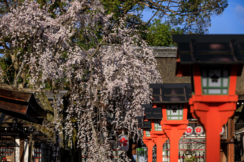 2020桜咲く京都 魁！平野神社の朝_f0155048_01757100.jpg