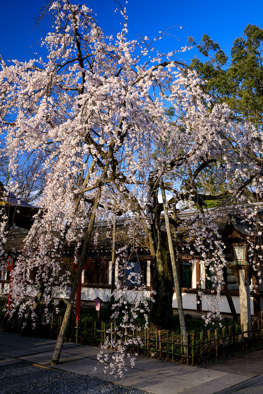 2020桜咲く京都 魁！平野神社の朝_f0155048_0183871.jpg