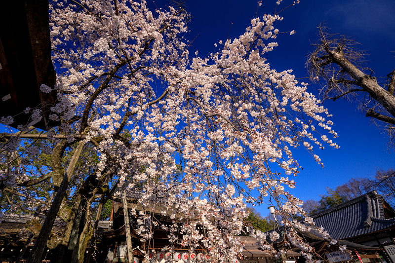 2020桜咲く京都 魁！平野神社の朝_f0155048_0192623.jpg