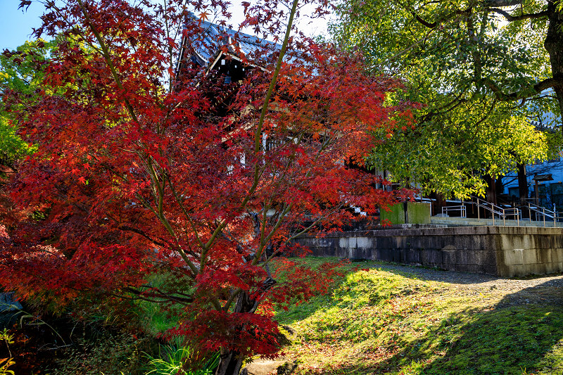 紅葉が彩る京都2019 散り進む智積院 : 花景色－K.W.C. PhotoBlog