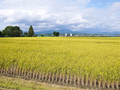熊本の美味しいお米(七城米 長尾さんちのこだわりのお米)大好評発売中!現在の田んぼの様子を現地取材!_a0254656_18153053.jpg