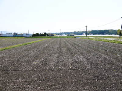 熊本の美味しいお米(七城米 長尾さんちのこだわりのお米)大好評発売中!とことん手をかけ育てたお米!_a0254656_18331409.jpg