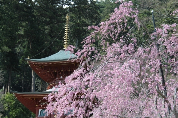 箕面勝尾寺の桜 浜千鳥写真館 箕面勝尾寺の桜 浜千鳥写真館