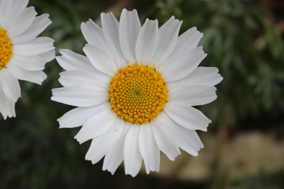 クリサンセマム ひげ爺の花便り クリサンセマム ひげ爺の花便り